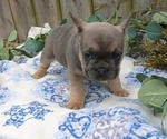 Small #2 French Bulldog