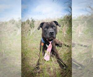 American Pit Bull Terrier-Unknown Mix Dogs for adoption in Oklahoma City, OK, USA