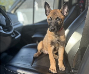 Medium Belgian Malinois