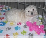 Small Photo #2 Havanese-Poodle (Toy) Mix Puppy For Sale in ORO VALLEY, AZ, USA