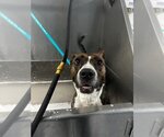 Small #11 Boxer Mix