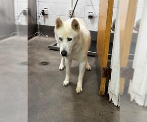 Siberian Husky Dogs for adoption in Forestville, MD, USA