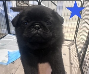 Pug Puppy for sale in CEDAR RAPIDS, IA, USA