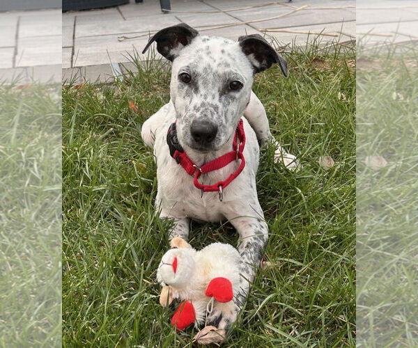 Medium Photo #1 American Pit Bull Terrier-Coonhound Mix Puppy For Sale in GILBERTS, IL, USA