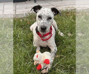 American Pit Bull Terrier-Coonhound Mix Dogs for adoption in GILBERTS, IL, USA