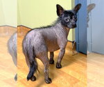 Small #3 Dachshund Mix
