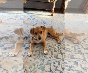 Chihuahua Dogs for adoption in Menifee, CA, USA