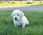 Puppy White male Labrador Retriever