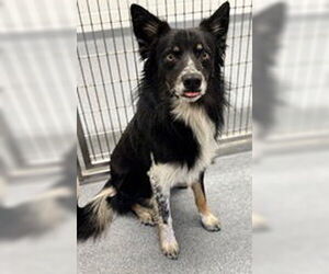 Border-Aussie Dogs for adoption in Valrico, FL, USA