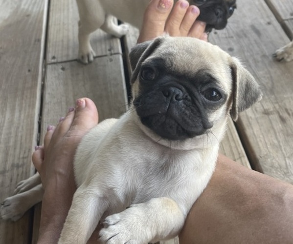 Medium Photo #4 Pug Puppy For Sale in GAINESVILLE, MO, USA