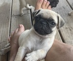Small #3 Pug