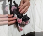 Small Photo #2 Boston Terrier Puppy For Sale in NEW PORT RICHEY, FL, USA