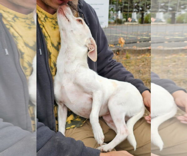 Medium Photo #3 Chihuahua-Unknown Mix Puppy For Sale in Santa Rosa, CA, USA