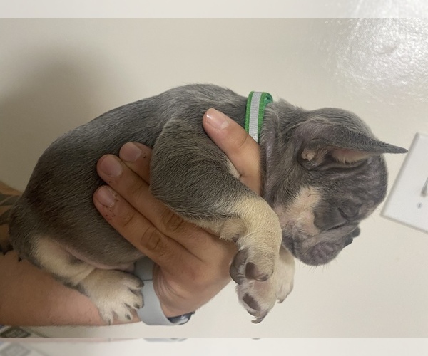 Medium Photo #3 French Bulldog Puppy For Sale in FRASER, MI, USA