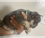 Small Photo #3 French Bulldog Puppy For Sale in FRASER, MI, USA