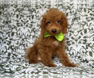 Cock-A-Poo Puppy for sale in LAKELAND, FL, USA
