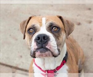 Boxer-Unknown Mix Dogs for adoption in Martinez, CA, USA