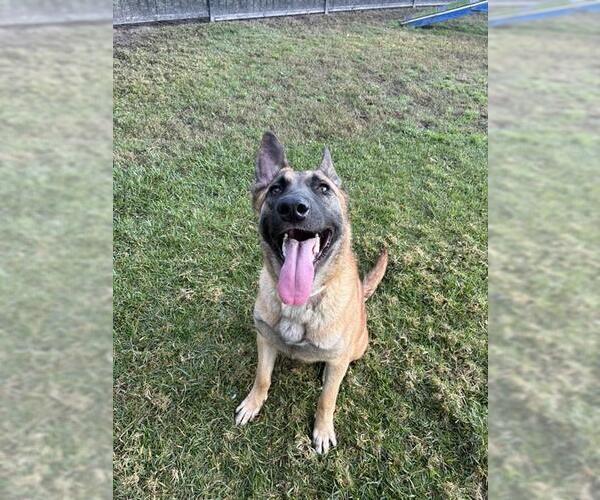 Medium Photo #1 Mutt Puppy For Sale in Riverside, CA, USA