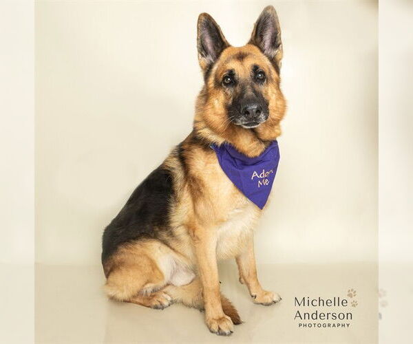 Medium Photo #4 German Shepherd Dog Puppy For Sale in Corona, CA, USA