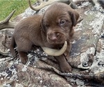 Puppy Pink Labrador Retriever