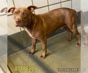 American Staffordshire Terrier-Unknown Mix Dogs for adoption in San Antonio, TX, USA
