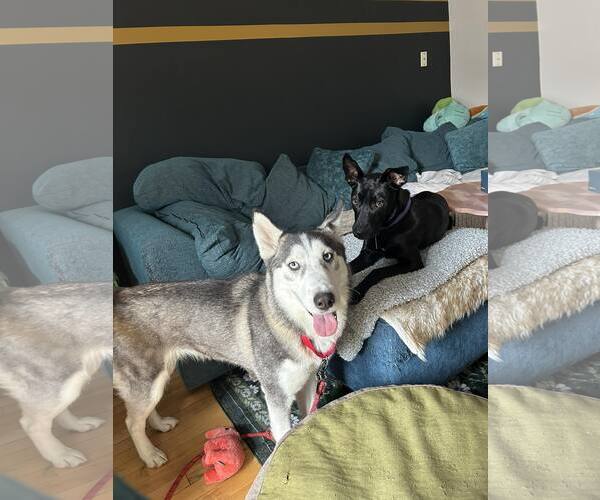 Medium Photo #3 Siberian Husky Puppy For Sale in Carrollton, TX, USA