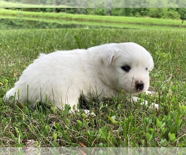 Medium Photo #2 Miniature American Eskimo Puppy For Sale in DOWNING, MO, USA