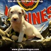 Small Photo #238 Dogo Argentino Puppy For Sale in JANE, MO, USA