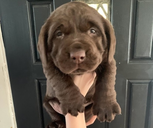 Medium Photo #1 Labrador Retriever Puppy For Sale in KETTLE FALLS, WA, USA