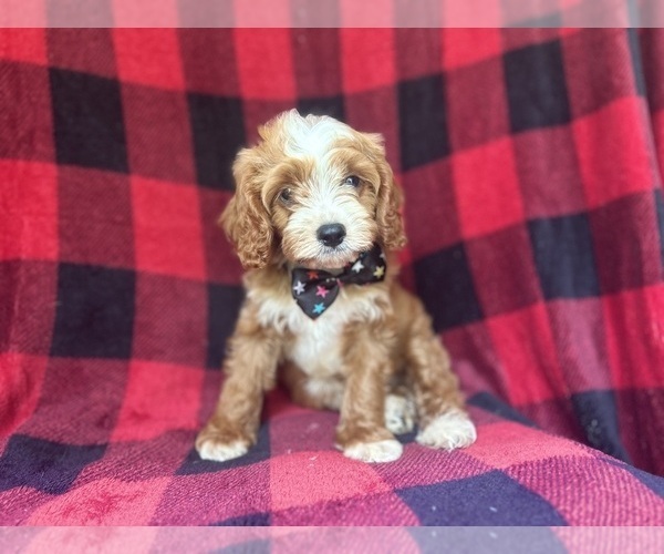 Medium Photo #9 Cavapoo Puppy For Sale in LAKELAND, FL, USA