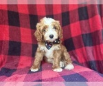 Small #8 Cavapoo