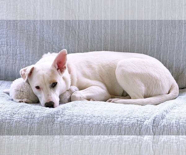 Medium Photo #3 Great Pyrenees-Unknown Mix Puppy For Sale in Hoffman Estates, IL, USA