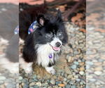 Small #1 Pomeranian