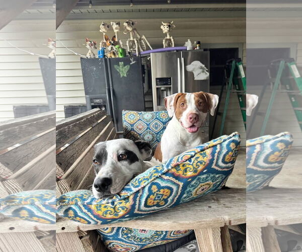 Medium Photo #3 Mutt Puppy For Sale in Oakhurst, NJ, USA