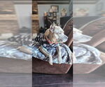 Small #17 American Pit Bull Terrier-American Staffordshire Terrier Mix