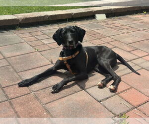 Labrador Retriever-Unknown Mix Dogs for adoption in Doylestown, PA, USA