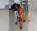 Small #2 Boxer