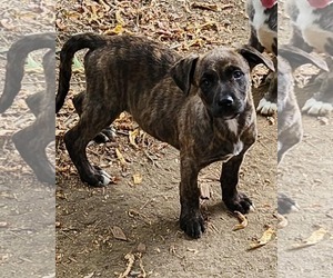 German Shepherd Dog-Unknown Mix Dogs for adoption in SHERBURNE, NY, USA