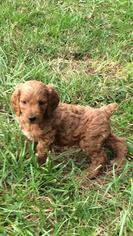 Brittnepoo Puppy for sale in COLUMBIA, KY, USA