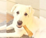 Small #3 German Shepherd Dog-Great Pyrenees Mix