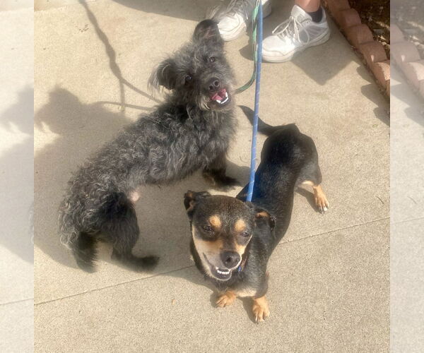 Medium Photo #11 Mutt Puppy For Sale in Newport Beach, CA, USA