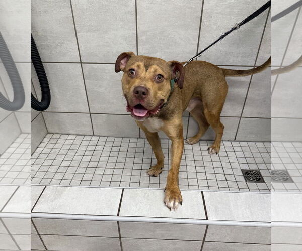 Medium Photo #3 American Pit Bull Terrier Puppy For Sale in Rockville, MD, USA