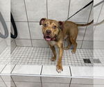 Small #2 American Pit Bull Terrier