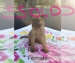 Small #8 Belgian Malinois