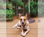 Small #4 Mutt