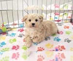 Small #9 Havanese