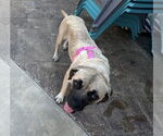 Small #3 Mastiff