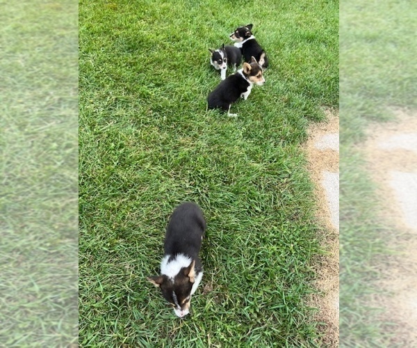 Medium Photo #2 Pembroke Welsh Corgi Puppy For Sale in WATERTOWN, WI, USA