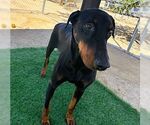 Small Doberman Pinscher