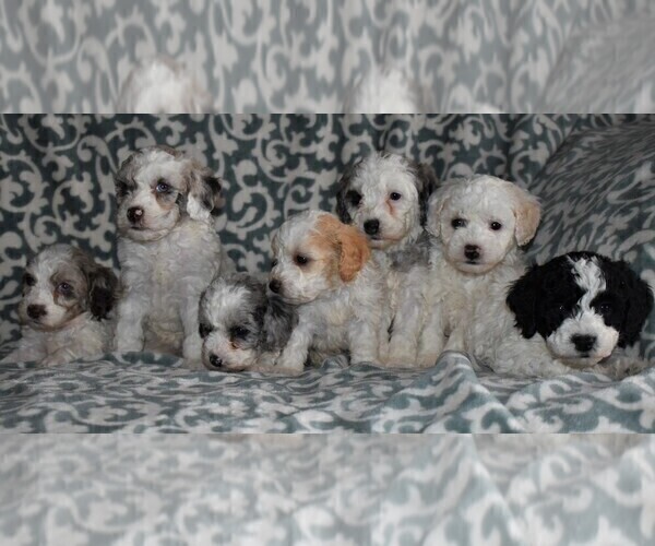 Medium Photo #2 Poodle (Miniature) Puppy For Sale in MILLERSBURG, PA, USA